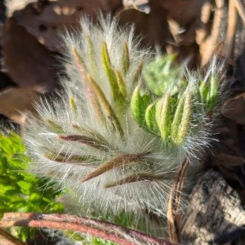 Top 10 Flowering Plants that Emerge in Early&nbsp;Spring