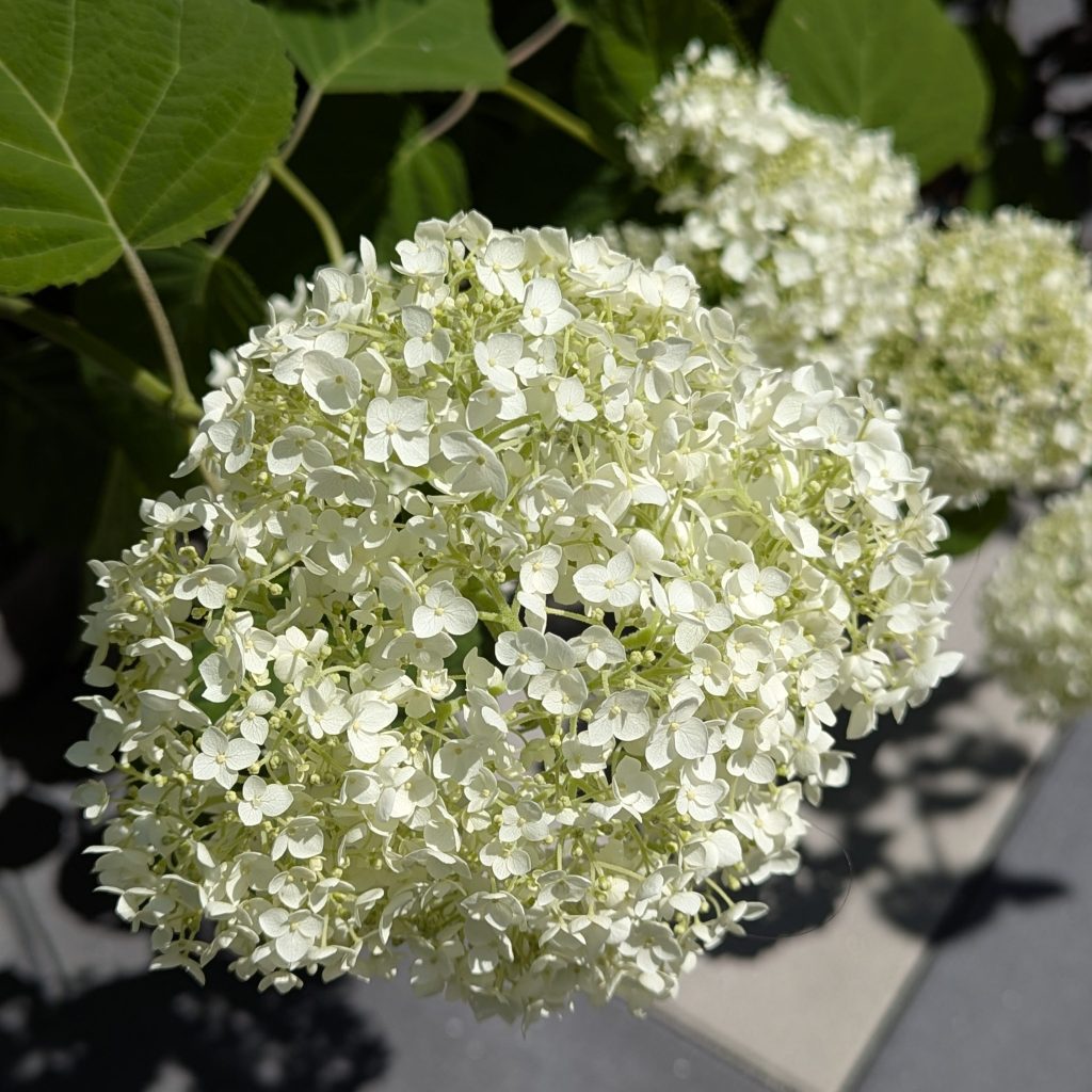Precious Little Bunny, Fluffy White&nbsp;Globes